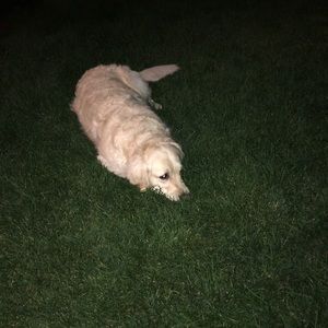 Meet your Posher, Noah